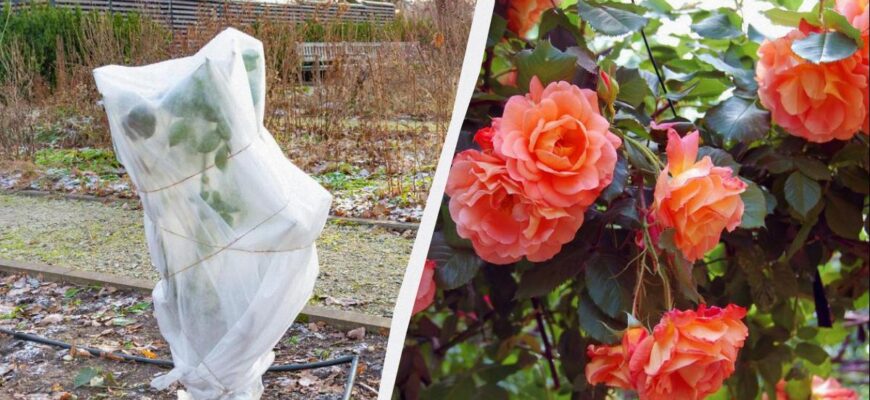 🌹 20-хвилинна процедура врятує ваші троянди взимку: як правильно укрити кущі, щоб вони не змерзли й пишно зацвіли навесні