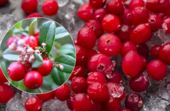 “Брусника” – не журавлина? Розбираємось, як правильно сказати українською