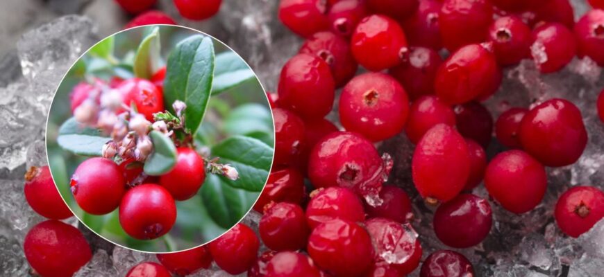 “Брусника” – не журавлина? Розбираємось, як правильно сказати українською