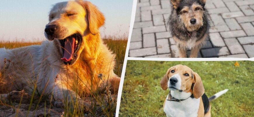 Яка порода собак вам підходить: ось як це перевірити за датою народження