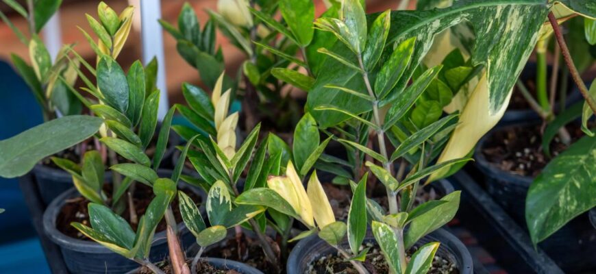 Заміокулькас стане пишним і зеленим: ось як його потрібно поливати, щоб не загнив