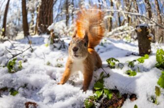 Якою буде зима в Україні: про що мовчать синоптики, але знають білки та коти