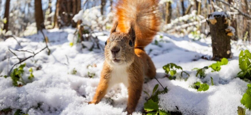 Якою буде зима в Україні: про що мовчать синоптики, але знають білки та коти