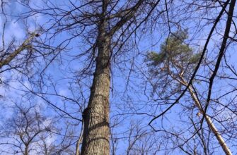 Погода в Україні 15 листопада: дощі, похолодання та різкі зміни — прогноз Наталки Діденко