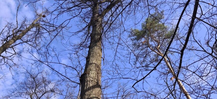 Погода в Україні 15 листопада: дощі, похолодання та різкі зміни — прогноз Наталки Діденко