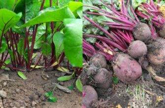 Вислухала досвід трьох городників і зрозуміла: 1 помилка під час посадки буряка зменшує врожай на 40%