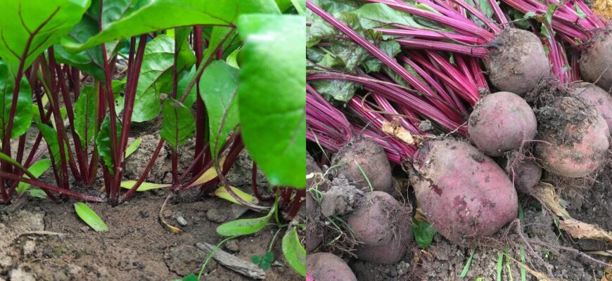 Вислухала досвід трьох городників і зрозуміла: 1 помилка під час посадки буряка зменшує врожай на 40%