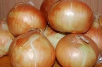 Не тільки часник і цибуля: ці 2 культури можна сіяти прямо зараз – буде мега урожай