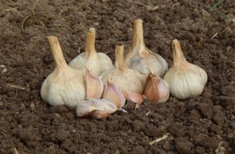 25 грамів карбаміду під тирсу – і часник зимує без втрат: дідівський спосіб, який врятував мій врожай