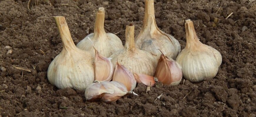 25 грамів карбаміду під тирсу – і часник зимує без втрат: дідівський спосіб, який врятував мій врожай 25 грамів карбаміду під тирсу – і часник зимує без втрат: дідівський спосіб, який врятував мій врожай