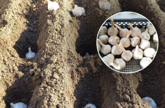 Щоб часник не вимерзав у -20, у листопаді засипаю грядку 1 продуктом: працює в 20 разів краще за агроволокно