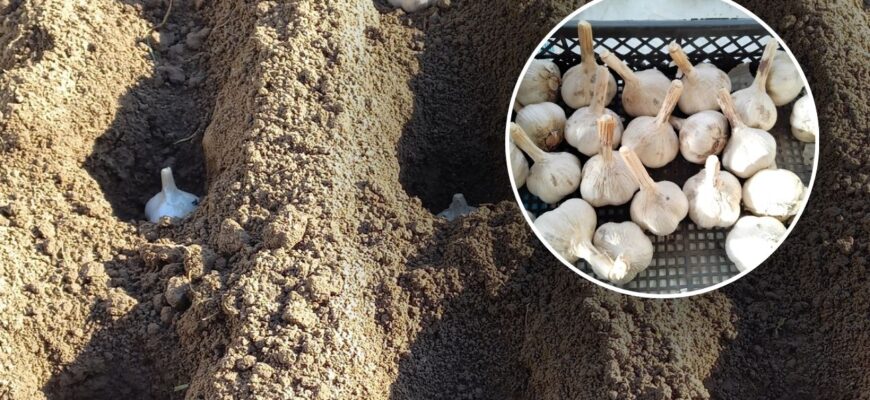 Щоб часник не вимерзав у -20, у листопаді засипаю грядку 1 продуктом: працює в 20 разів краще за агроволокно