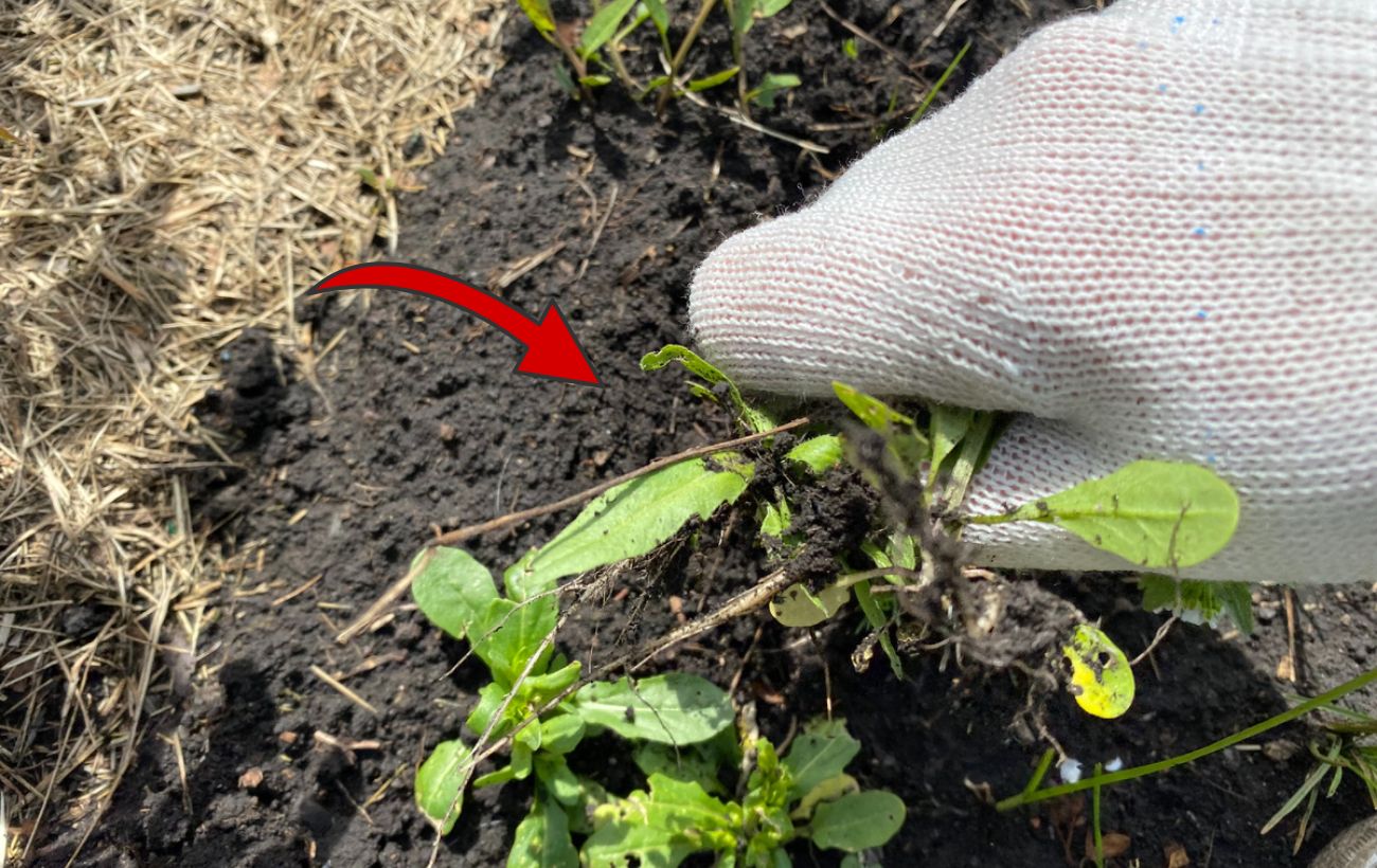 Городники розповіли, як знищити бурʼяни за допомогою окропу 