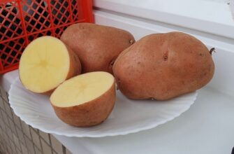 “Слов’янка” і поруч не стояла! Ці 2 сорти картоплі — просто скарб: і багато, і дуже смачно