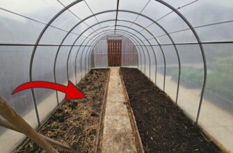 2 шт. на літр окропу – і білокрилки немає: осінній лайфхак, яким я завжди готую теплицю до посадок