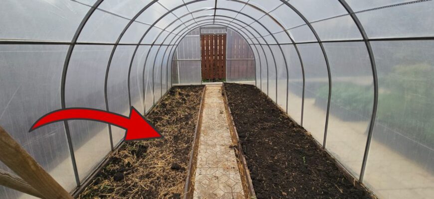 2 шт. на літр окропу – і білокрилки немає: осінній лайфхак, яким я завжди готую теплицю до посадок