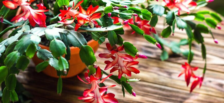Секрет пuшного цвітіння різдвяника: як і коли його поливати