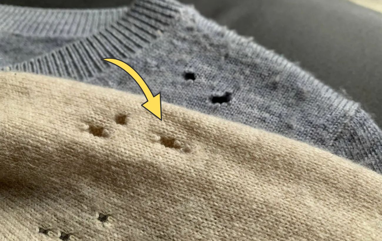 Господині розповіли, які пряності допоможуть позбутися молі у шафі 