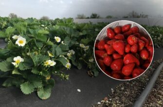 Ось схема, за якою готую полуницю до грудня: 2 жменя суміші під кущі – і коріння не гниє всю зиму!