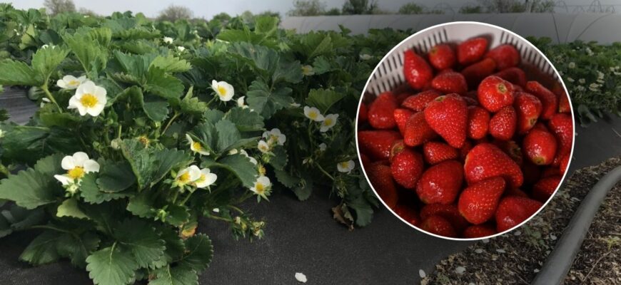 Ось схема, за якою готую полуницю до грудня: 2 жменя суміші під кущі – і коріння не гниє всю зиму!