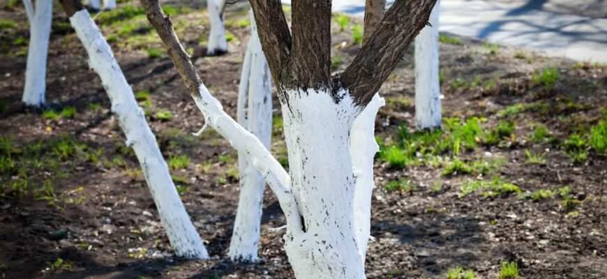 Чим обмотати стовбури дерев: 4 поради, аби кора не замерзала й не розтріскувалась – дідусь так робить