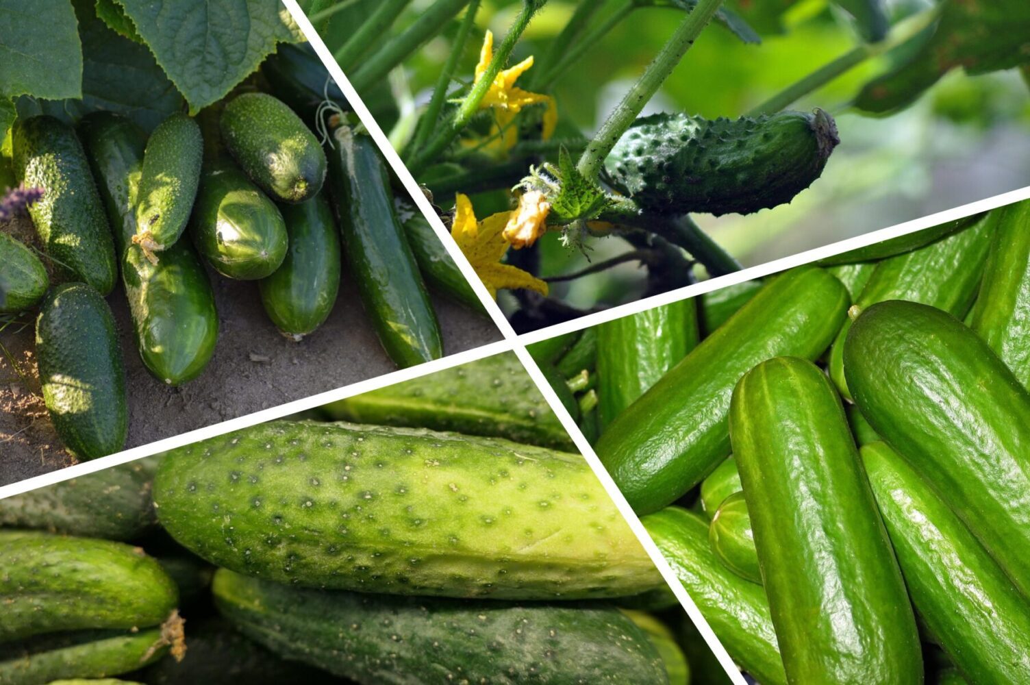 Агроном розповів, який сорт огірків найкраще підходить для раннього вирощування