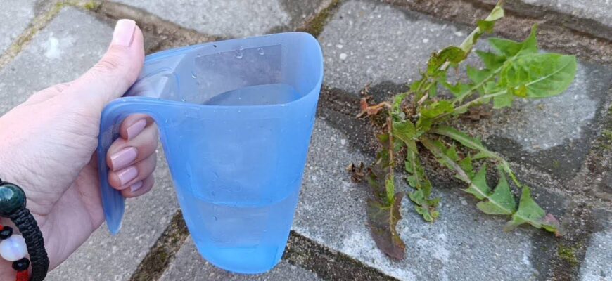 Вилила окріп уздовж паркану – і бур’яни зникли не те, що за 24 години – за 1 ніч: дія на рівні гербіцидів