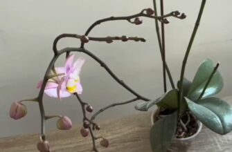 Залиште орхідею в цьому місці на ніч – і вона почне активно формувати квітконоси. Секретний лайфхак