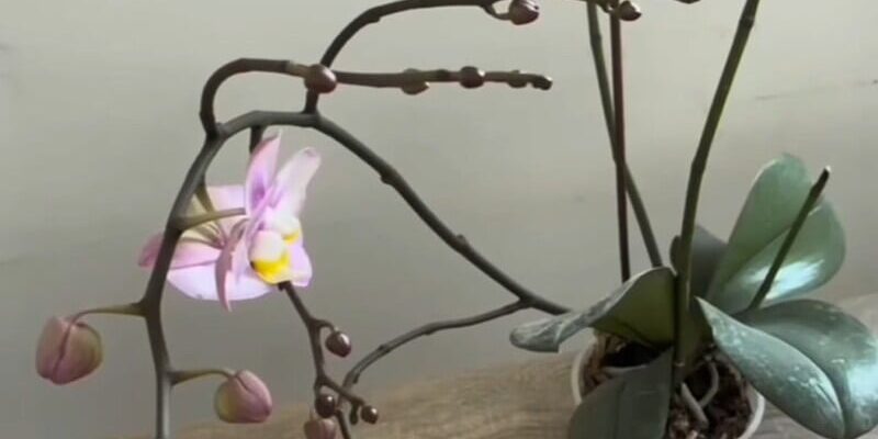 Залиште орхідею в цьому місці на ніч – і вона почне активно формувати квітконоси. Секретний лайфхак