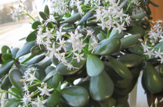 Секрети, про які мало хто знає: чим підживити грошове дерево для рясного цвітіння