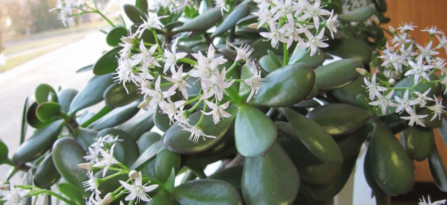 Секрети, про які мало хто знає: чим підживити грошове дерево для рясного цвітіння