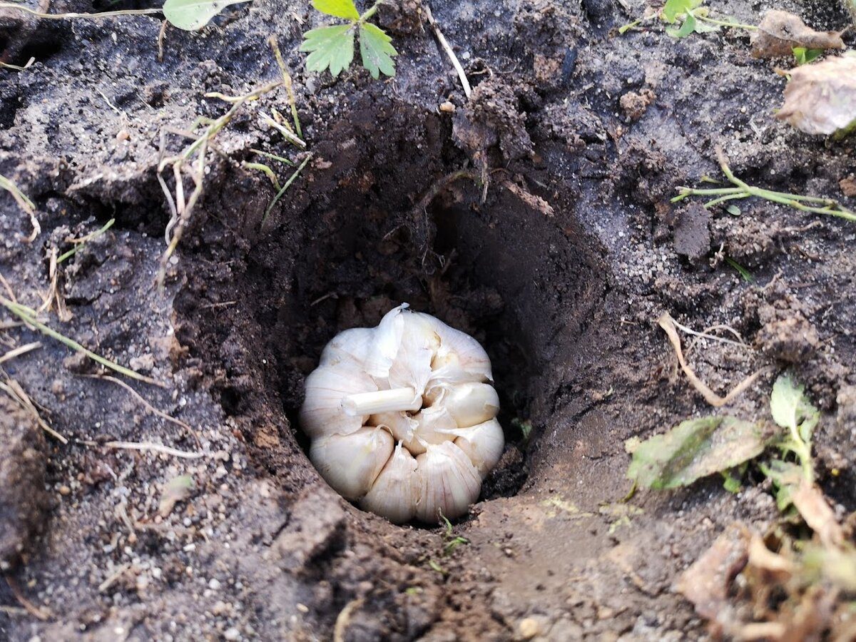 Експерти розповіли, як захистити озимий часник від вимерзання в зимовий період – порада