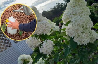 Ллю на кущі гортензії після 5 листопада: влітку сад “засипаний” королівськими бутонами по 30 см в діаметрі