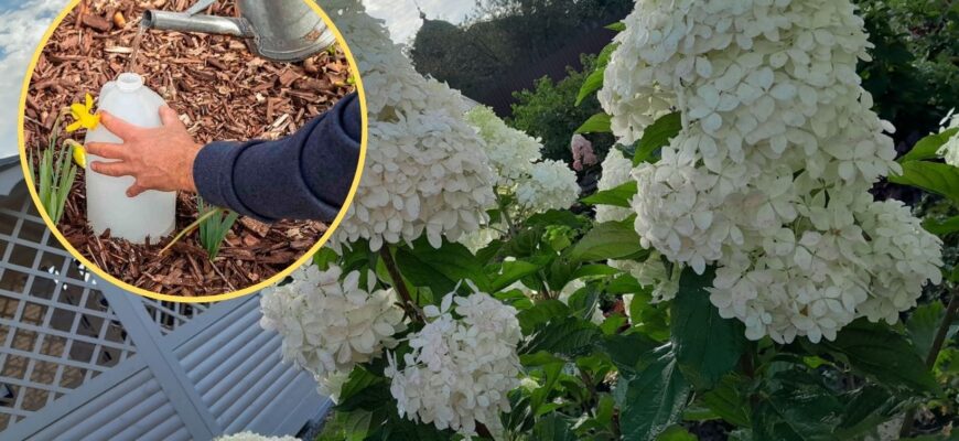 Ллю на кущі гортензії після 5 листопада: влітку сад “засипаний” королівськими бутонами по 30 см в діаметрі