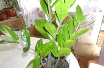 Навчилась відновлювати навіть виснажений заміокулькас: беру 100 мл “цього” – і поливаю до 10 листопада