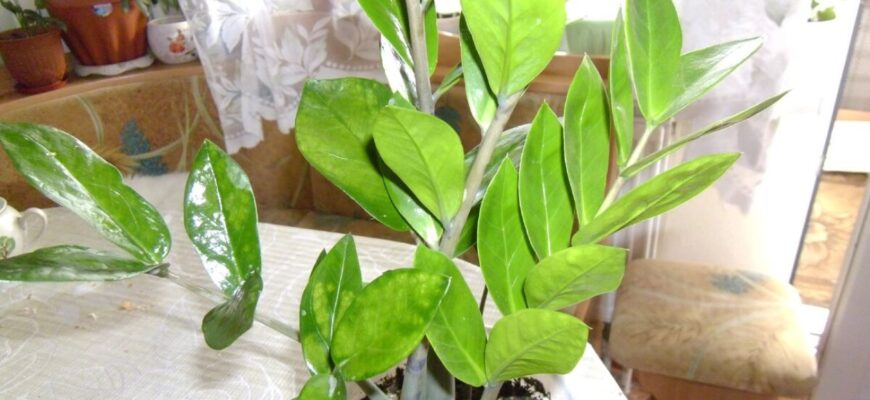 Навчилась відновлювати навіть виснажений заміокулькас: беру 100 мл “цього” – і поливаю до 10 листопада