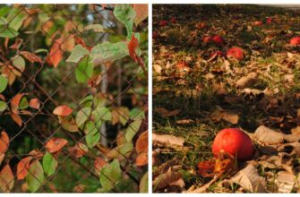Моя яблуня у листопаді не хоче скидати листя. Це нормально? Сусід-агроном розклав все по поличках: 5 причин