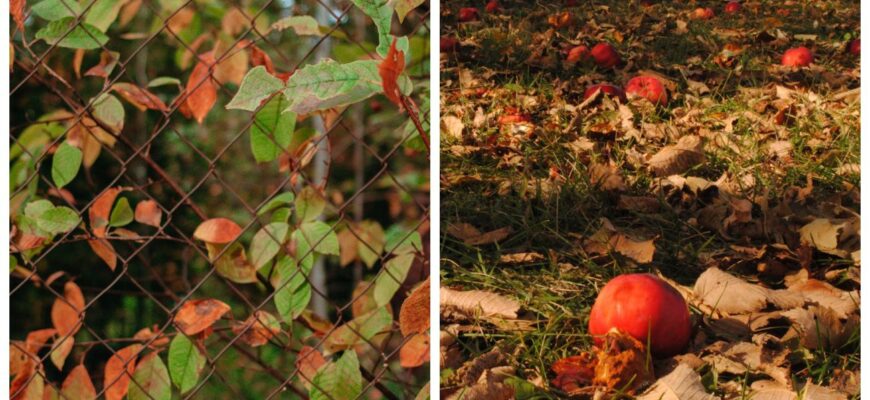 Моя яблуня у листопаді не хоче скидати листя. Це нормально? Сусід-агроном розклав все по поличках: 5 причин