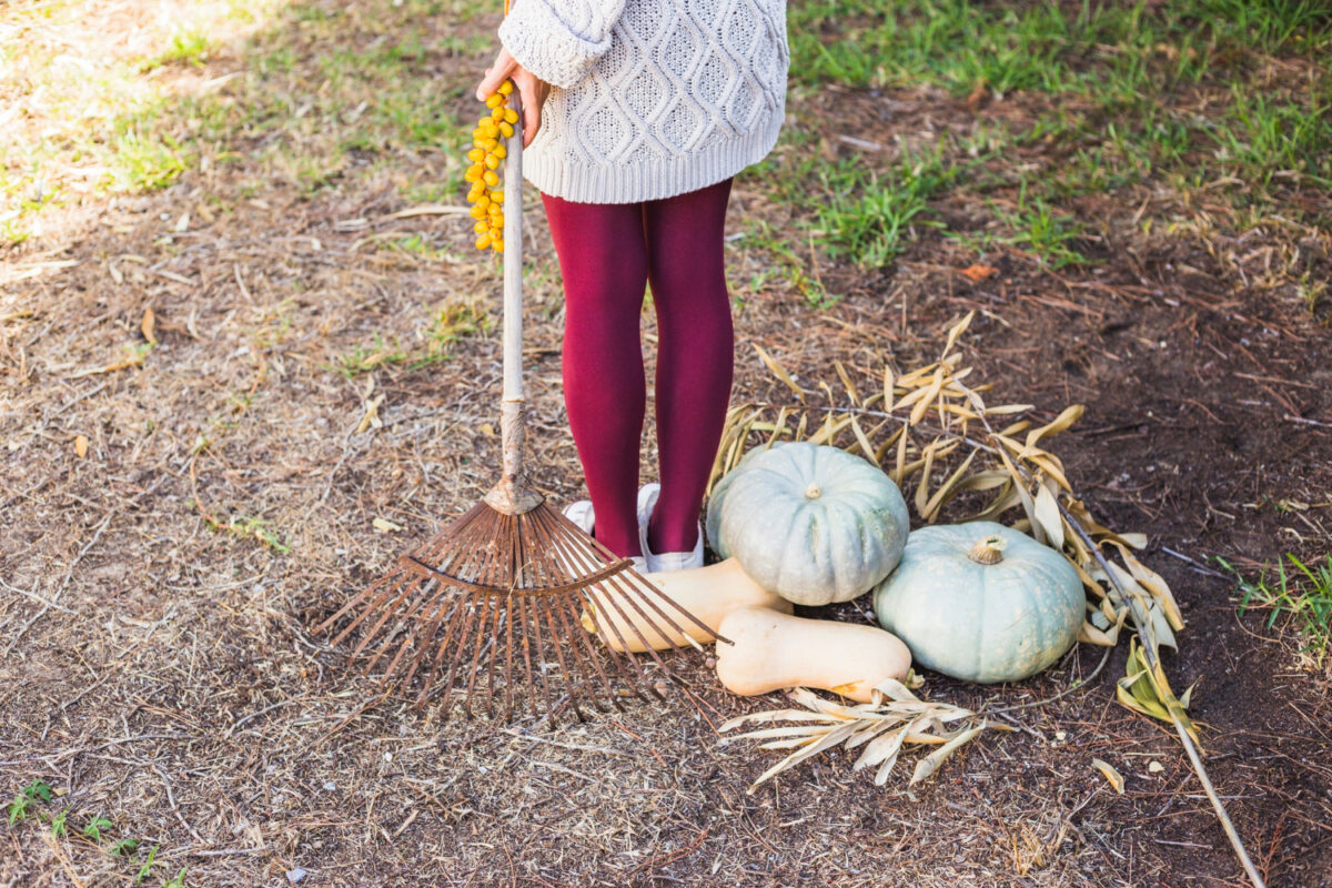 Експерти розповіли, які роботи потрібно виконати в листопаді на городі