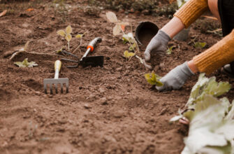 Які городні роботи виконати в 3-й декаді листопада: поради Місячного календаря на кінець осені