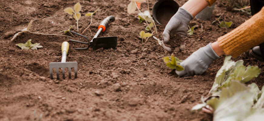 Які городні роботи виконати в 3-й декаді листопада: поради Місячного календаря на кінець осені