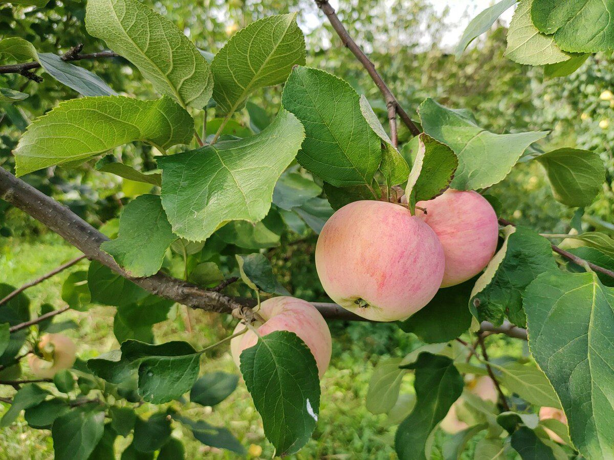 Городники розповіли, навіщо забивати у яблуню цвях та чи має це якусь користь 