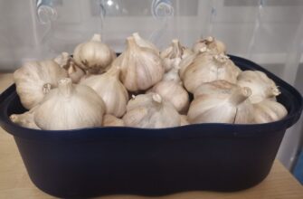 Часник під листям, черешня під матеріалом: показую, кому треба укриття у листопаді, а хто зимує “без штанів”