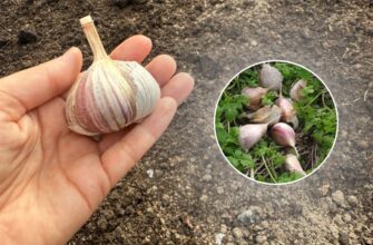 Зубчиком вверх чи зубчиком вниз? Як правильно висаджувати озимий часник: вдавлювати у землю – НЕ можна