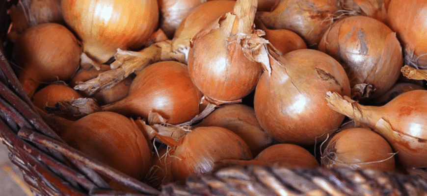 Накрила цибулю соломою восени – і більше не поливала всю весну: головки виросли по 200 грамів кожна!