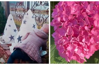 Я перепробувала різні укриття гортензії на зиму, та лише 3 дали результат: тепер ділюся ними з кожним охочим