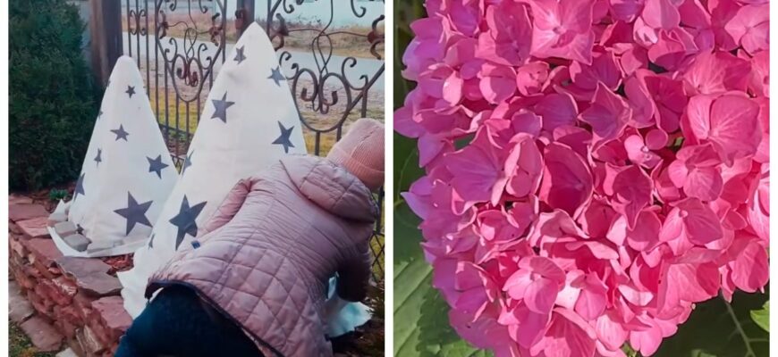 Я перепробувала різні укриття гортензії на зиму, та лише 3 дали результат: тепер ділюся ними з кожним охочим