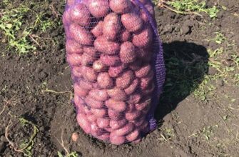 В усіх проростає, але не у мене! Беру на зиму мішок картоплі й ставлю в гараж. 1 хак – і бульба добре лежить