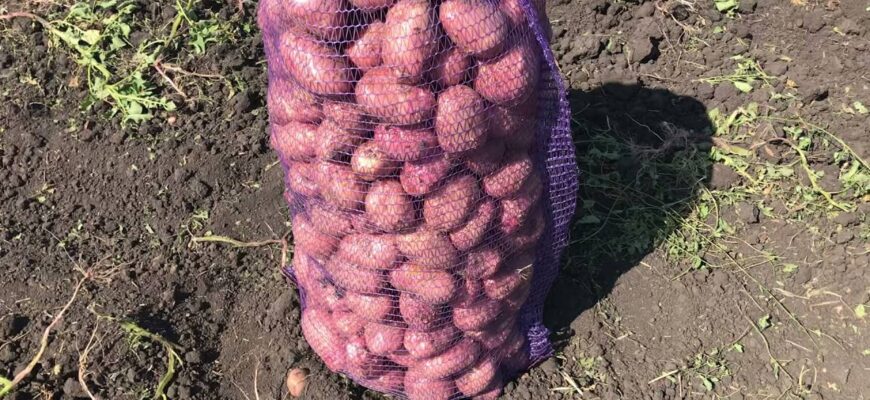 В усіх проростає, але не у мене! Беру на зиму мішок картоплі й ставлю в гараж. 1 хак – і бульба добре лежить