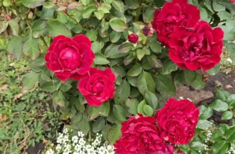 Обрізаю троянди на 5 бруньок і обробляю розчином 1:500 – так вони зимують без підпрівання та грибків